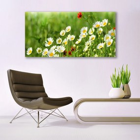 Obraz plexi Sedmokráska rastlina príroda 120x60 cm