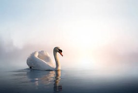 Umelecká fotografie Art Swan on the water at sunrise, Konstanttin, (40 x 26.7 cm)