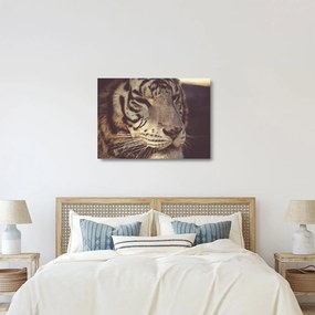 Sklenený obraz tigra (70x50 cm)