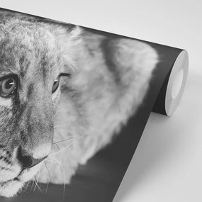 Samolepiaca fototapeta mláďa leva v čiernobielom