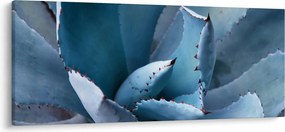 Obraz - Agáve (120x50 cm)