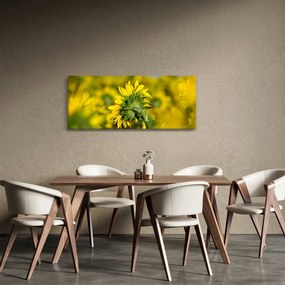 Obraz slnečnice (120x50 cm)
