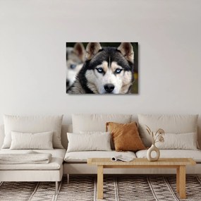 Sklenený obraz psa husky (70x50 cm)