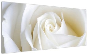 Obraz biele ruže (120x50 cm)
