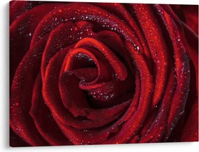 Obraz - Červená ruža s kvapkami rosy (70x50 cm)