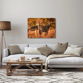 Obraz zebier (70x50 cm)