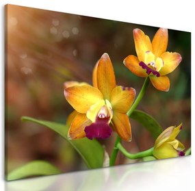 Obraz unikátna zlatá orchidea