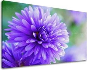 Obraz na stenu KVETY KV090E11 - 40x60 cm