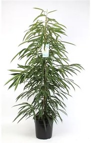 Ficus alii tuft pots. 27 cm v. 130 cm