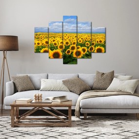 Obraz slnečnicového poľa (150x105 cm)