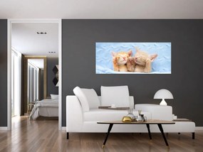 Obraz - Spiace mačiatka (120x50 cm)