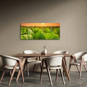 Obraz - Pole (120x50 cm)