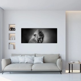 Obraz - Opička (120x50 cm)