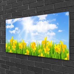 Skleneny obraz Narcisy lúka tráva príroda 140x70 cm
