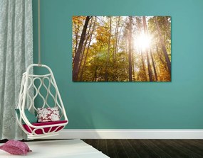 Obraz les v jesenných farbách - 60x40