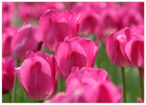 Obraz - Ružové tulipány (70x50 cm)