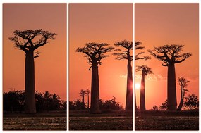 Obraz na plátne - Baobaby... 105FB (120x80 cm)