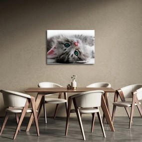 Obraz - Mačka so zelenými očami (70x50 cm)