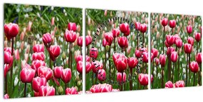 Obraz tulipánov (s hodinami) (90x30 cm)