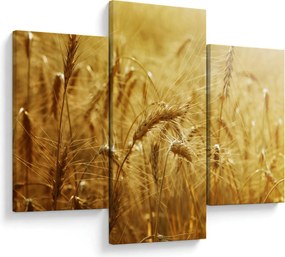 Obraz - Klasy obilia (90x60 cm)