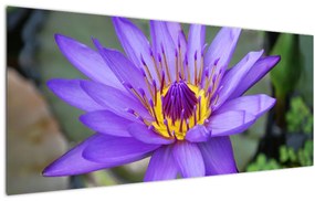 Obraz - Fialová kvetina (120x50 cm)
