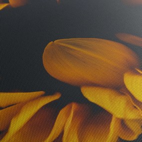 Obraz - Slnečnica v čiernom pozadí (150x105 cm)