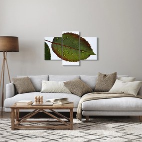 Obraz - List ruže (90x60 cm)