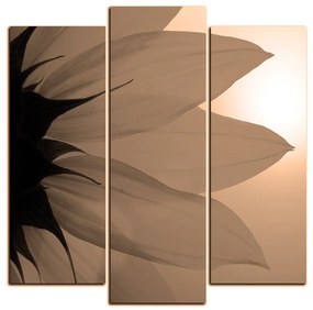 Obraz na plátne - Slnečnica kvet - štvorec 3201FC (105x105 cm)