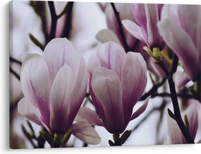 Obraz - Magnolie (70x50 cm)