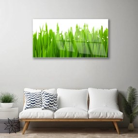 Obraz na skle Tráva príroda rastlina 120x60 cm