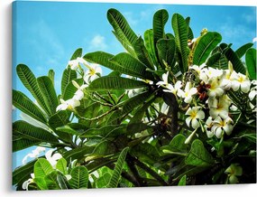 Obraz - Plumeria (70x50 cm)