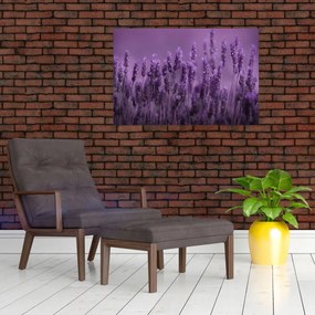 Obraz - Levanduľa (90x60 cm)