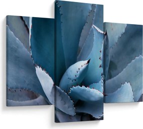 Obraz - Agáve (90x60 cm)