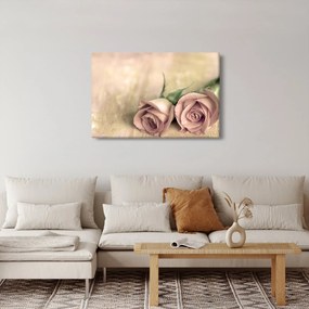 Obraz - Jemné ruže (90x60 cm)