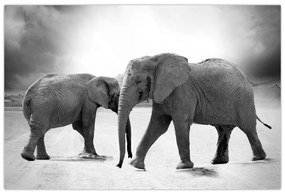 Obraz slonov (90x60 cm)
