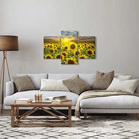 Obraz - Slnečnica pri západe slnka (90x60 cm)