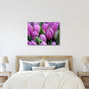 Sklenený obraz - kvety tulipánov (70x50 cm)