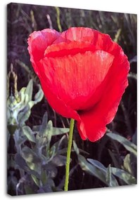 Obraz na plátně Červený mák Květina Příroda - 40x60 cm