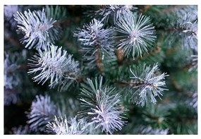 Sammer Vianočný stromček jedľa v zelenej farbe 150 cm Beata Jedla beata 150 cm