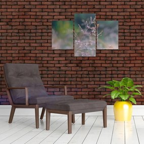 Obraz - Detail traviny (90x60 cm)