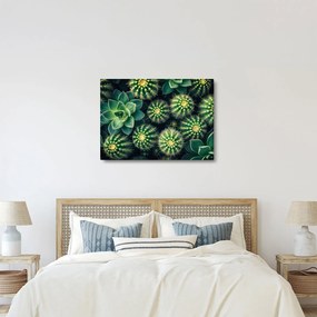 Obraz - Kaktusy (70x50 cm)