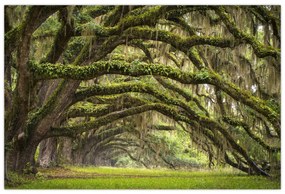 Obraz - Oaks Avenue, Charleston, Južná Karolína, USA (90x60 cm)