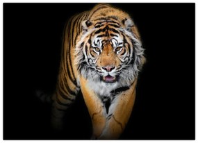 Obraz - Tiger (70x50 cm)