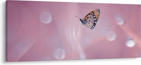 Obraz - Motýlik (120x50 cm)