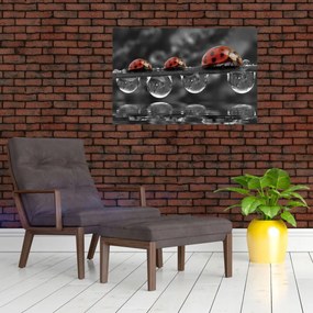 Obraz - Lienka sedembodková, čiernobiela (90x60 cm)