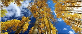 Obraz - Aspen (120x50 cm)