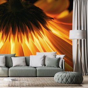 Fototapeta gerbera na tmavom pozadí - 150x100