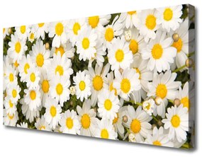 Obraz Canvas Sedmokrásky kvety 120x60 cm