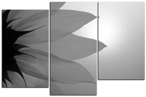 Obraz na plátne - Slnečnica kvet 1201QD (105x70 cm)
