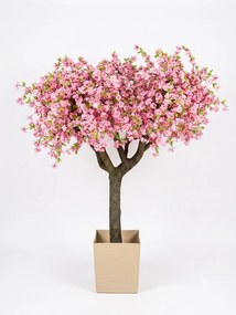 Kvitnúci strom sakura- extra široká koruna 180cm